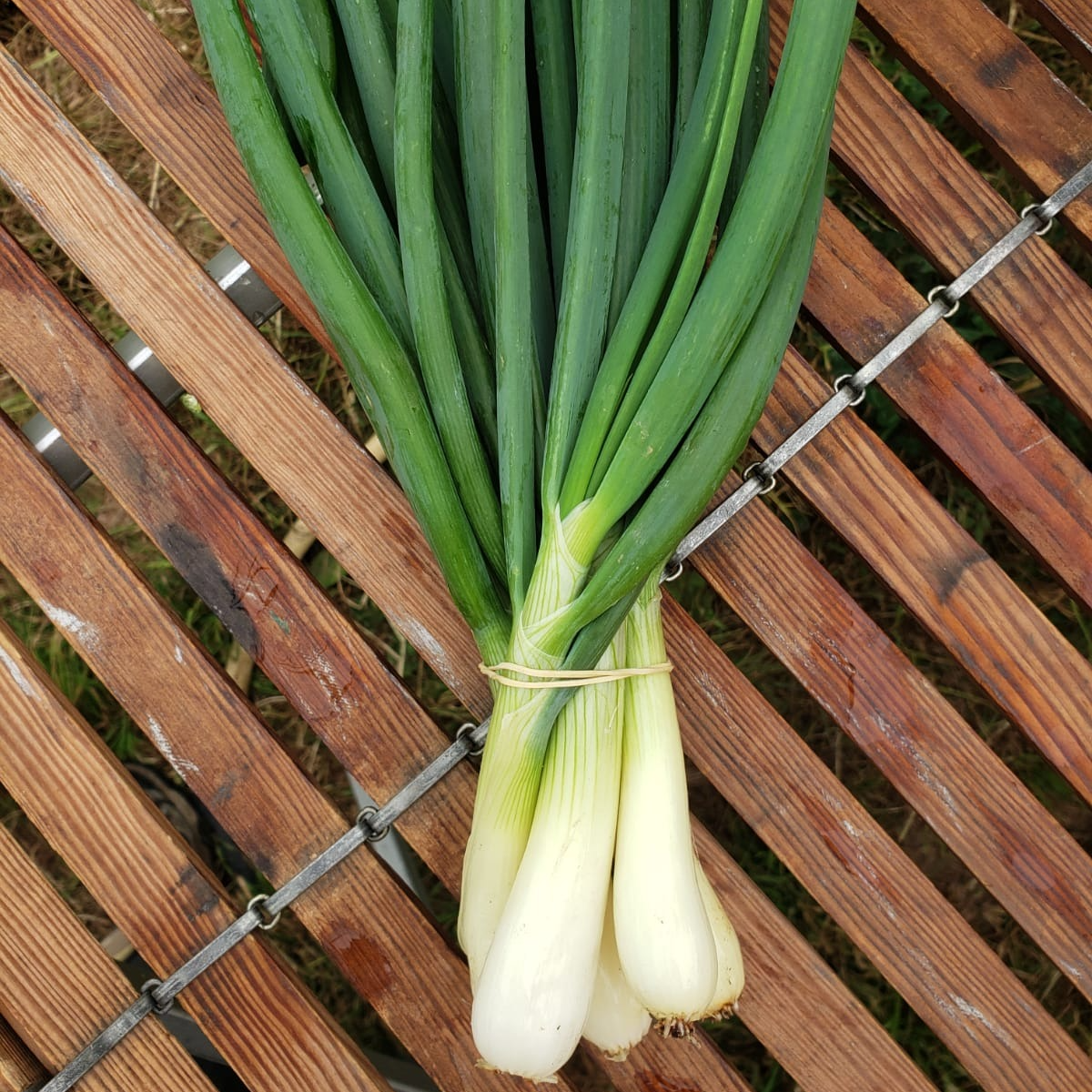Botte d'oignons frais