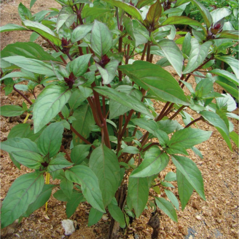 basilic cannelle