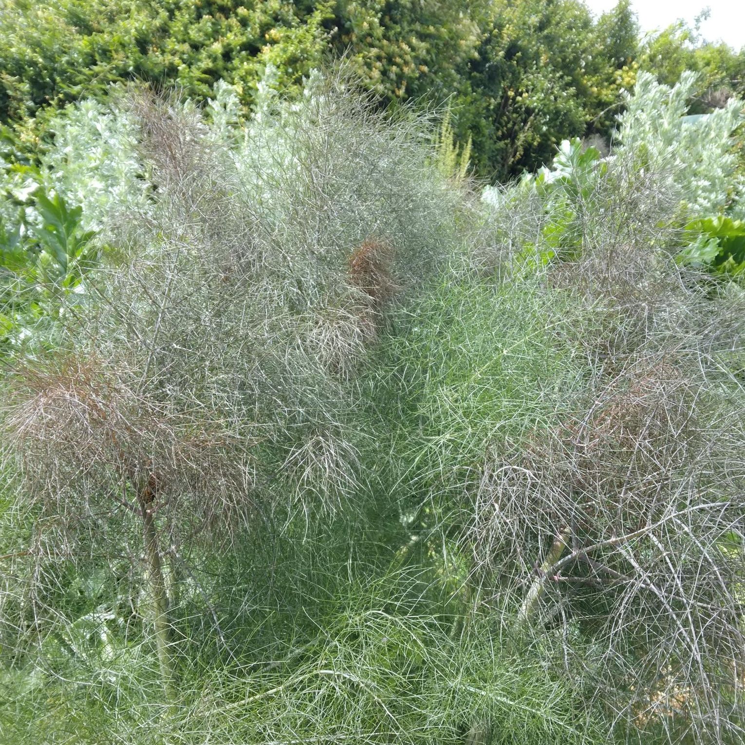 Feuillage Fenouil Bronze
