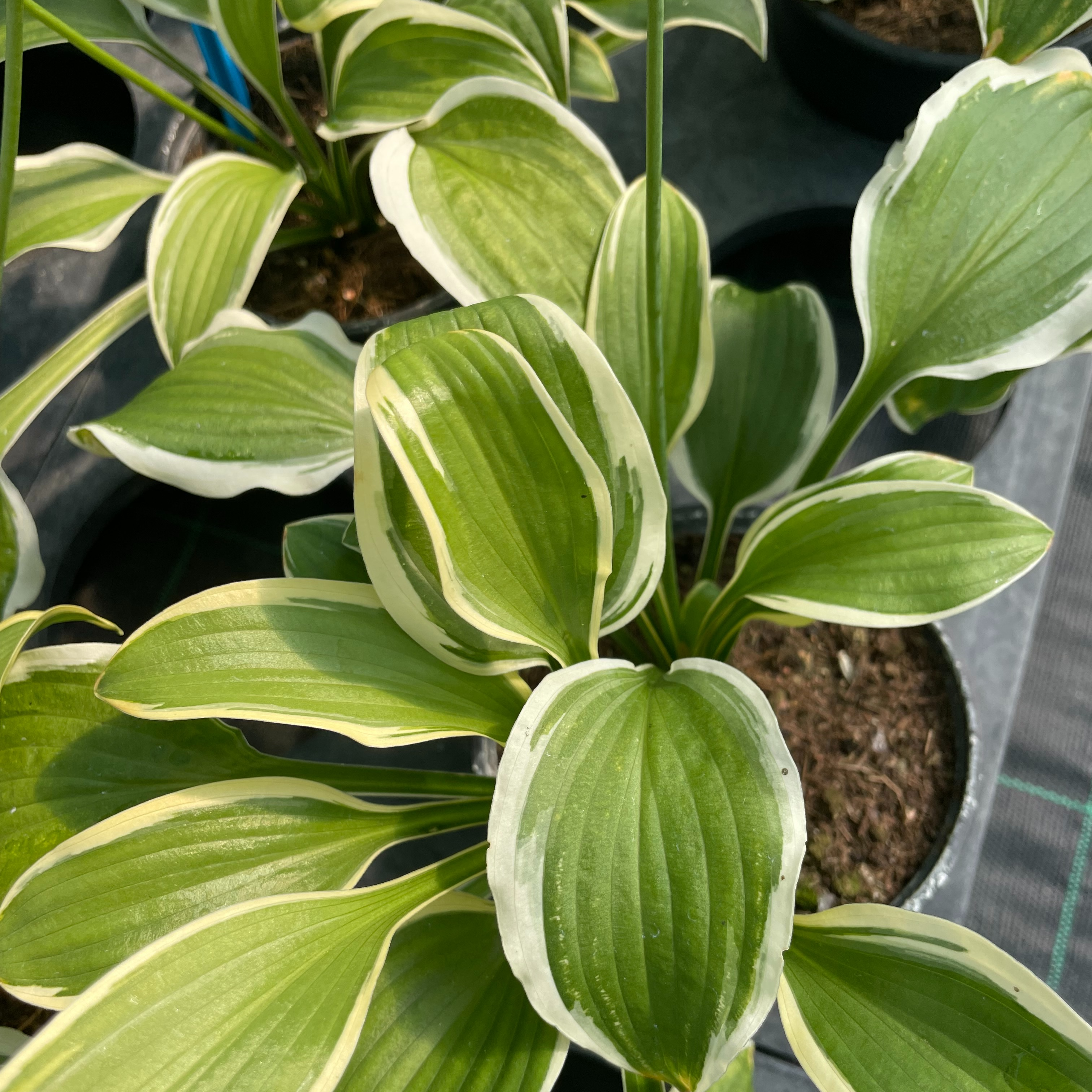 Hosta ‘Koriyama’
