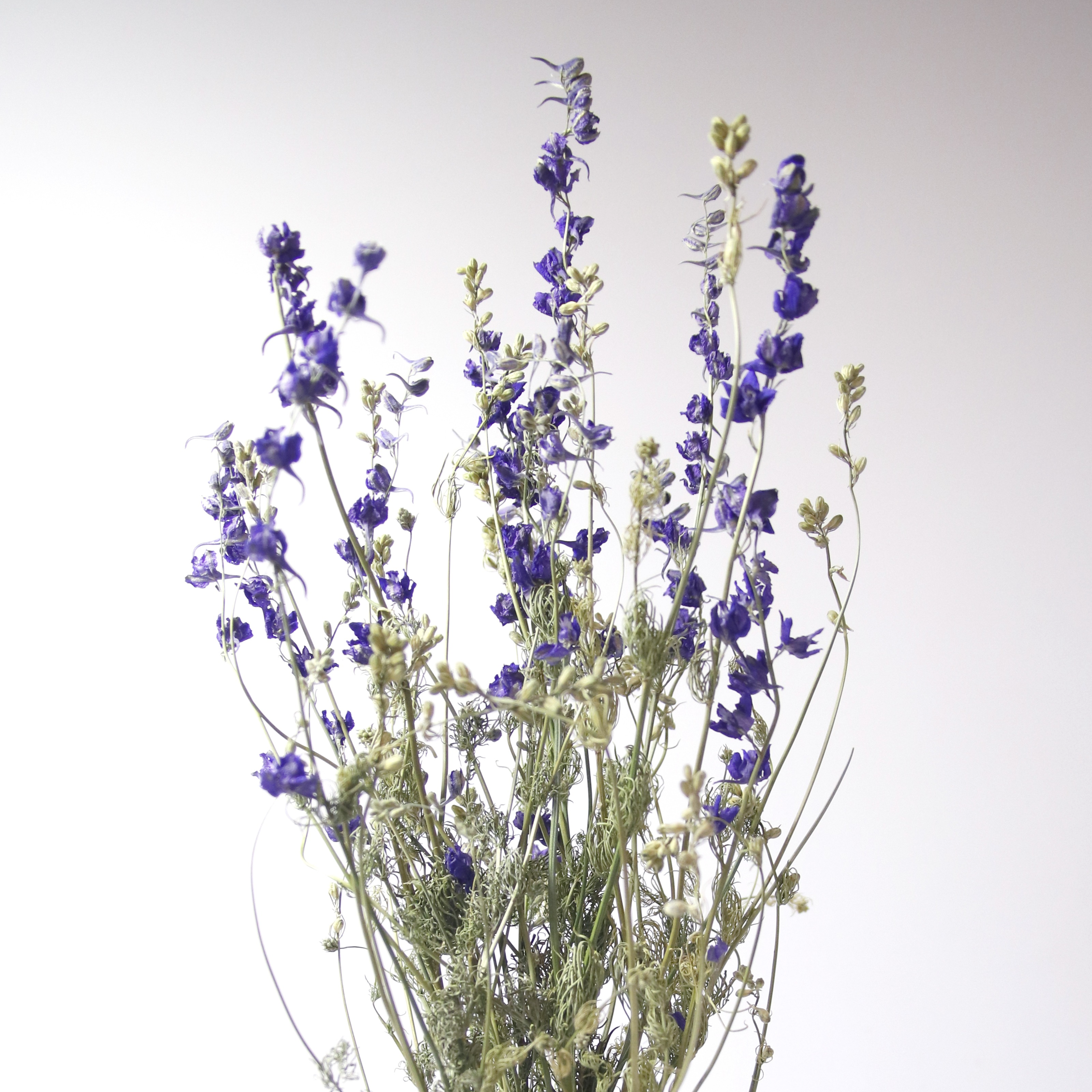Delphinium Bleu séché