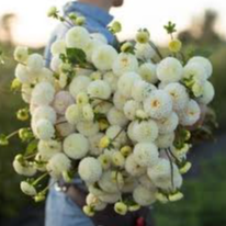 Tubercule - Dahlia Small world