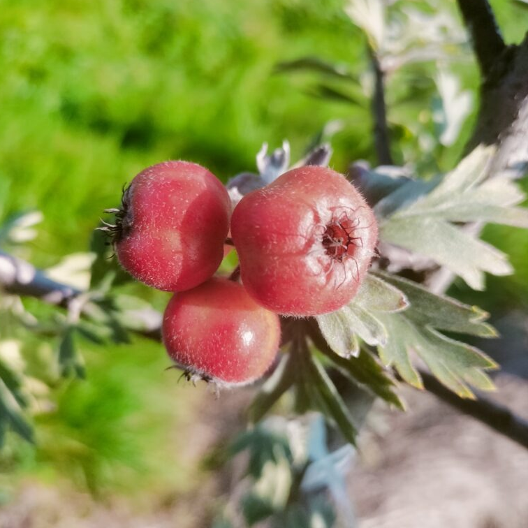 Aubépine Schraderiana / Aubépine / Inférieur à 1m