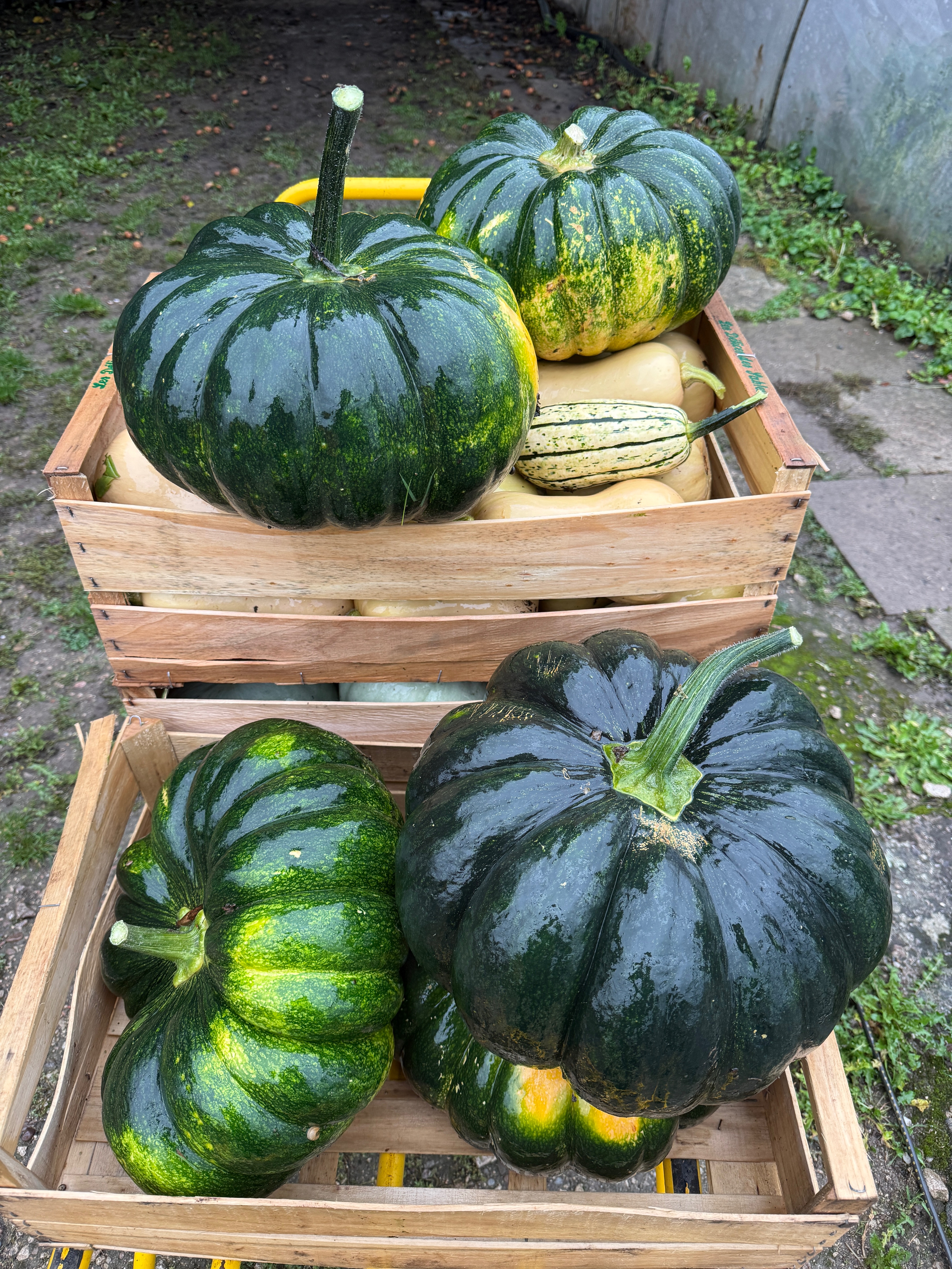 Potiron vert grosse taille