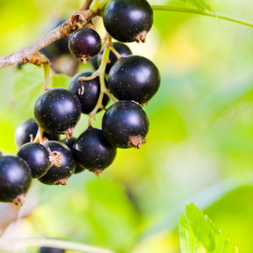 CASSISSIER NOIR DE BOURGOGNE Bio