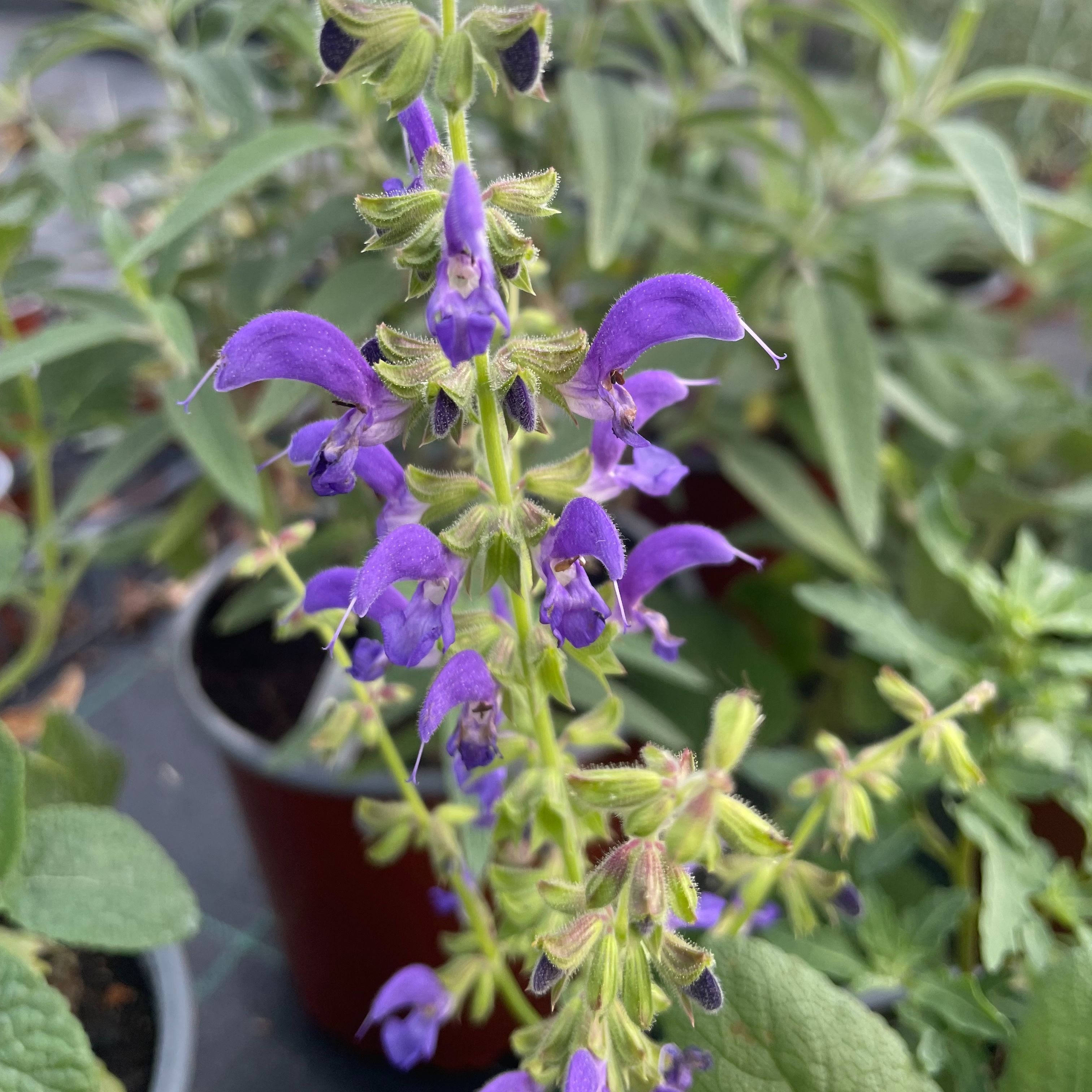 Salvia regeliana