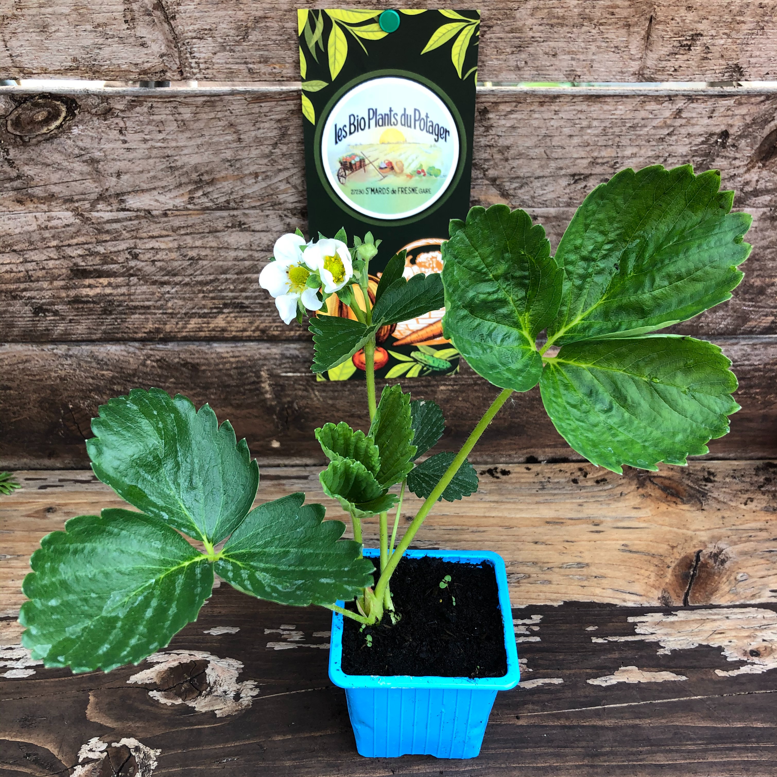 Plant Fraisier remontant Cijosée - 220g