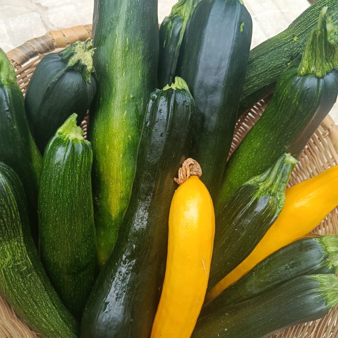 Courgettes Longues Bio 1kg