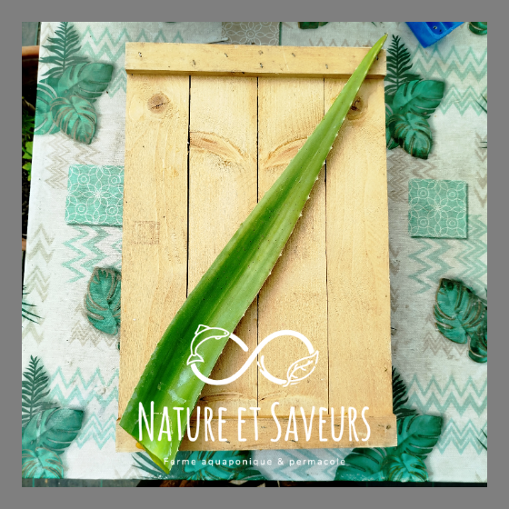 Aloe vera – feuille fraîche, pulpe intacte - 100g