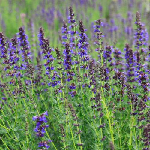 HYSOPE OFFICINALE Bio