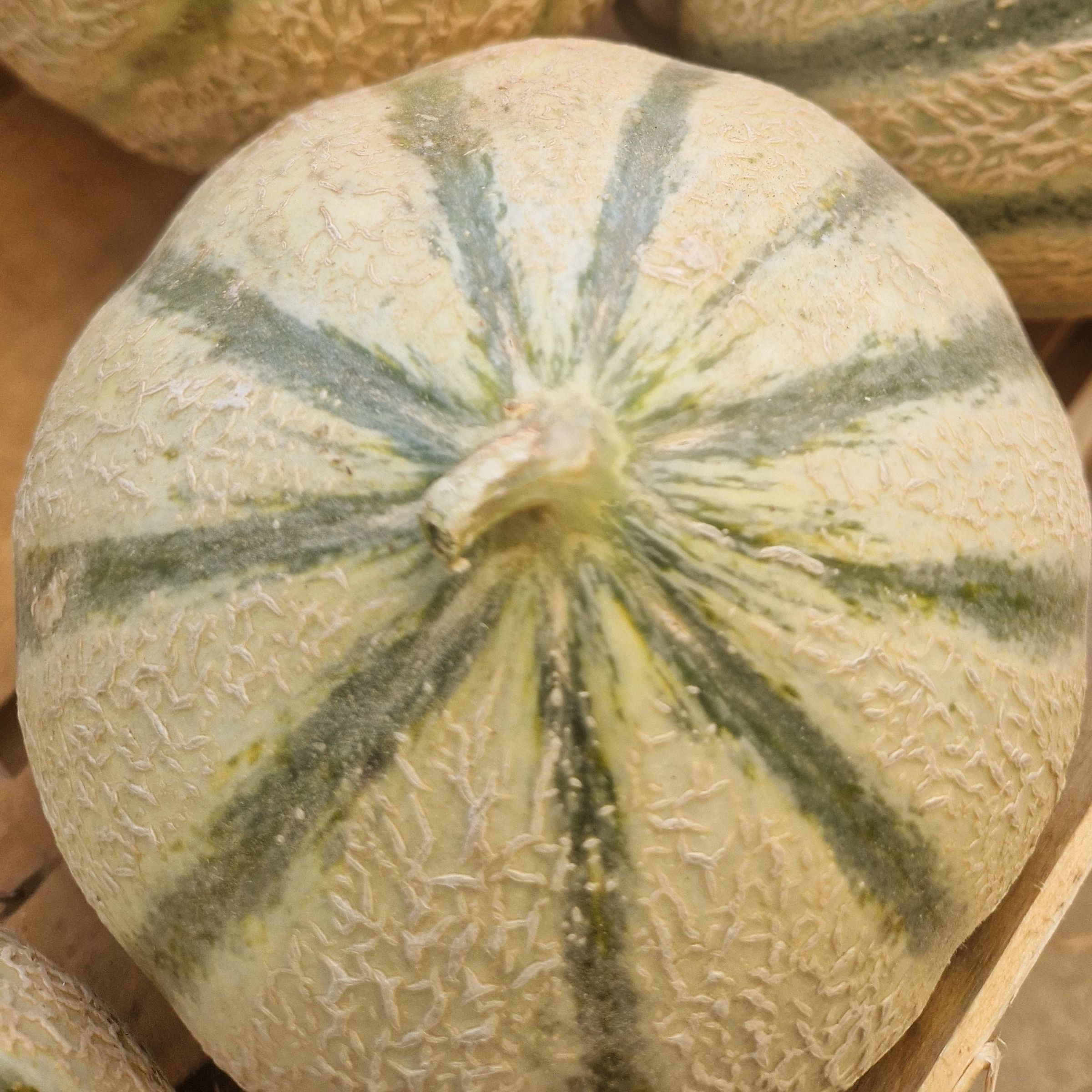 MELON