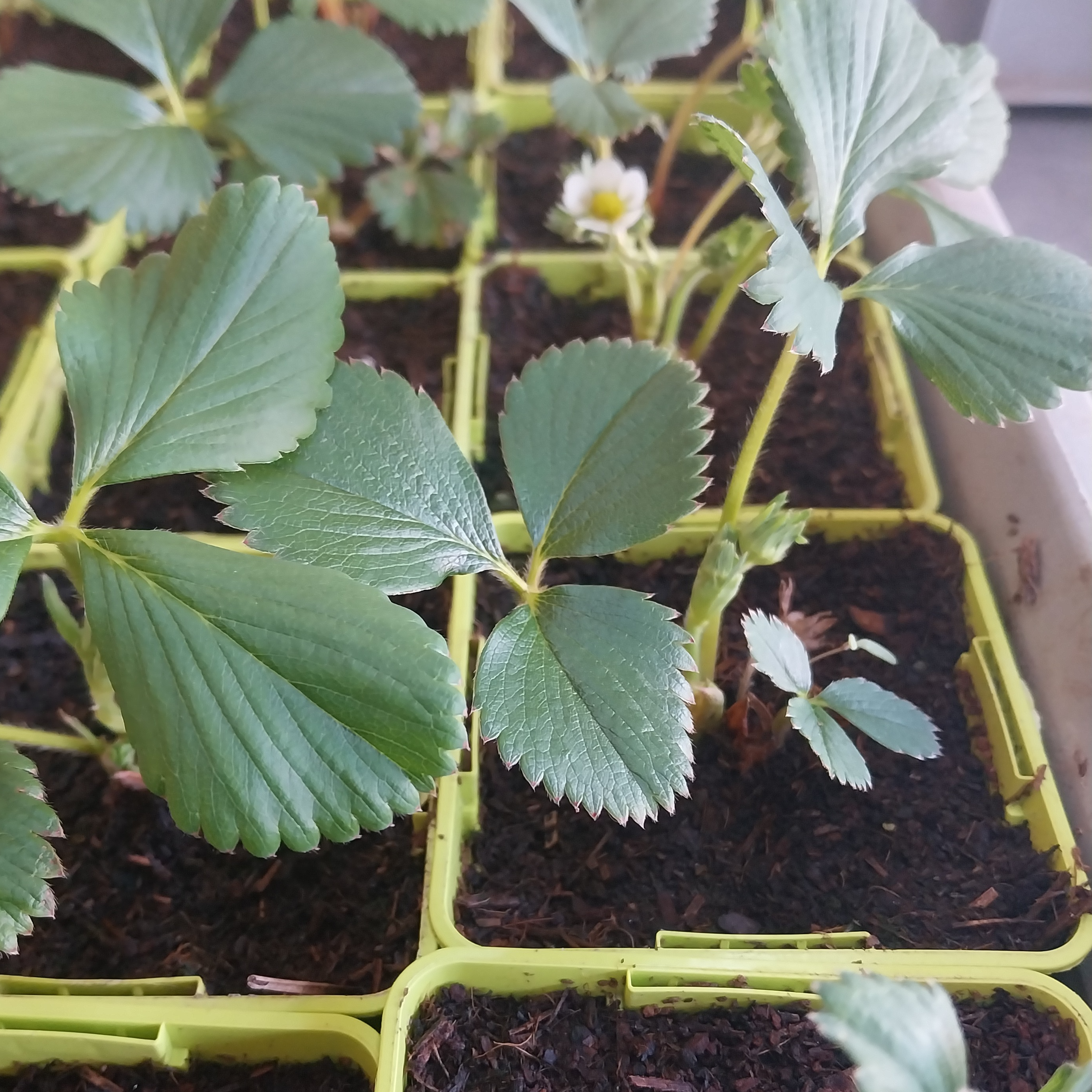 Plant De Fraisier Cirafine