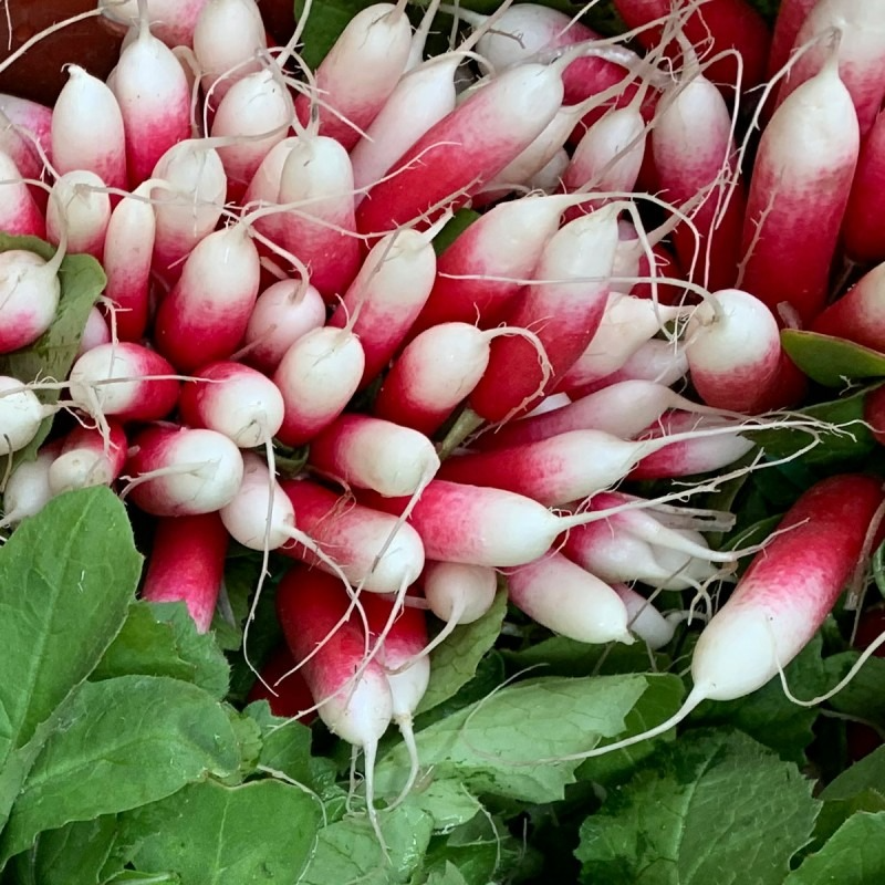 Radis botte - Demi Long Patricia - 600g