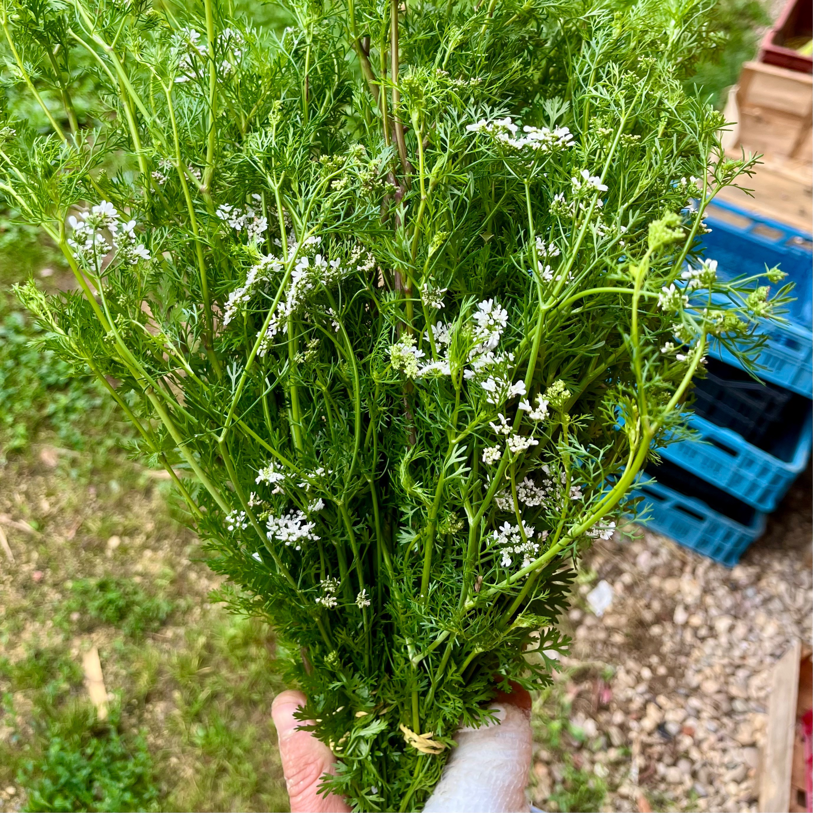 Bouquet de Coriandre