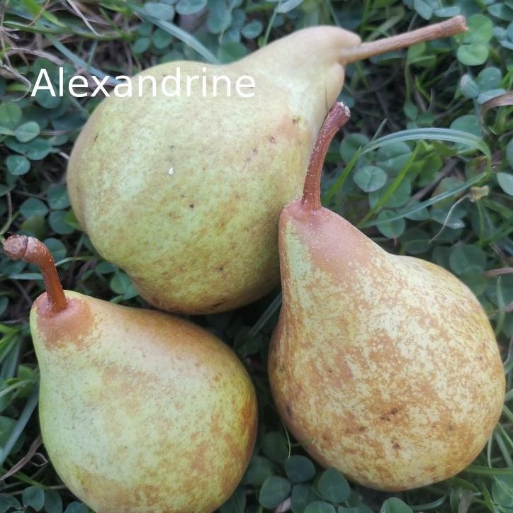 Alexandrine – Calleryana