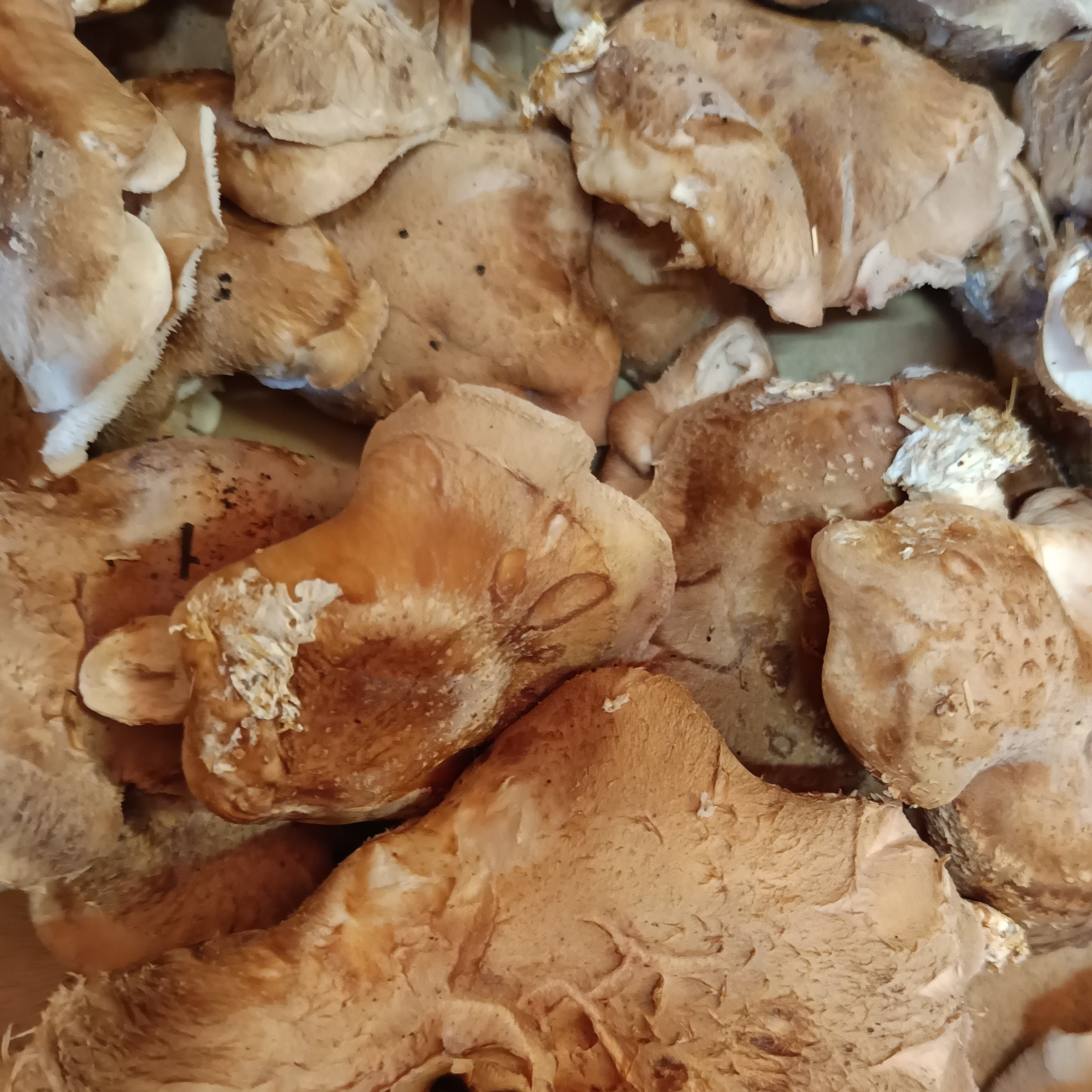 Shiitake 300g - 300g