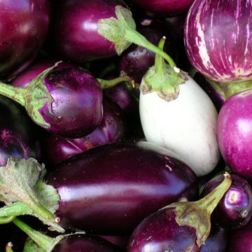 Aubergine