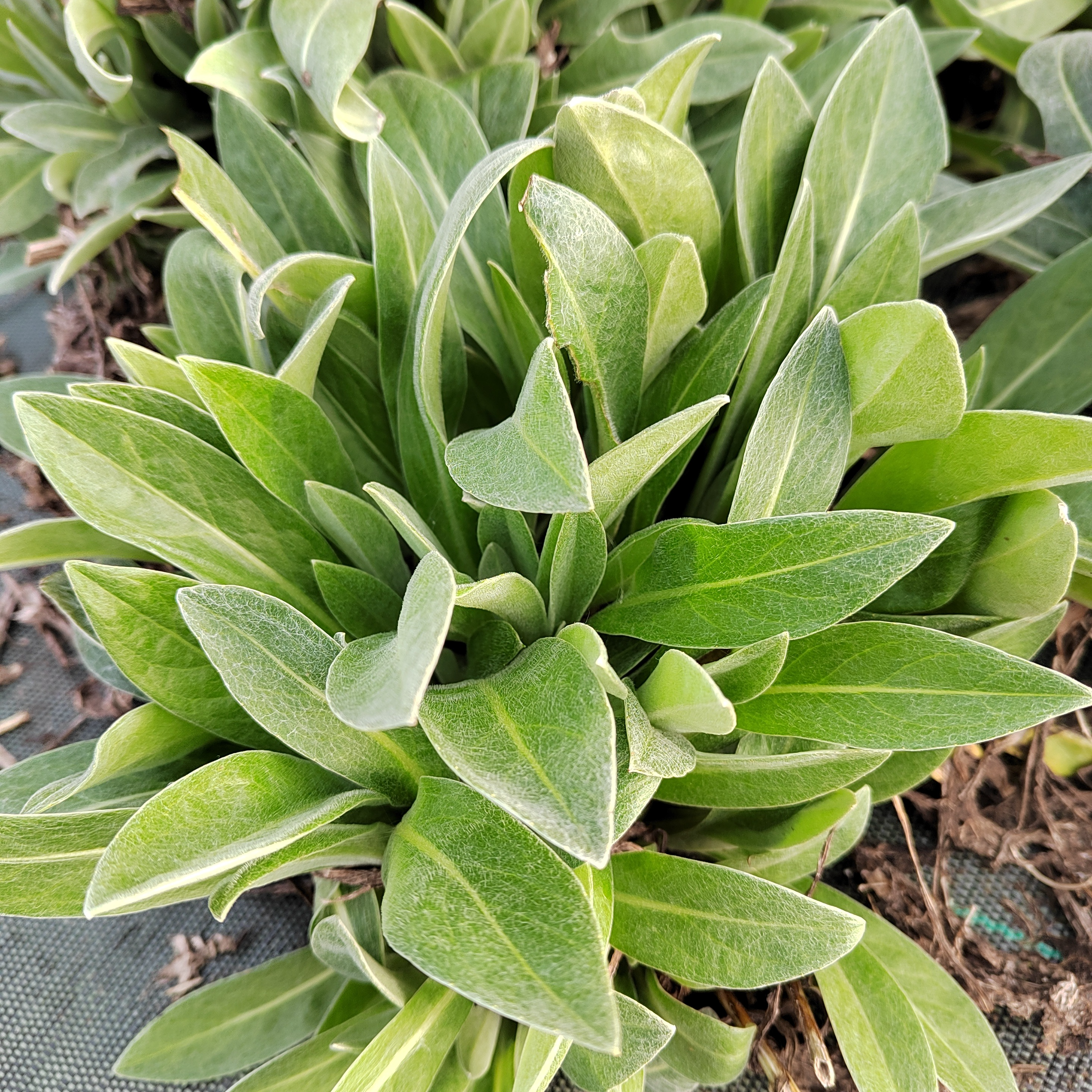 Centaurea montana