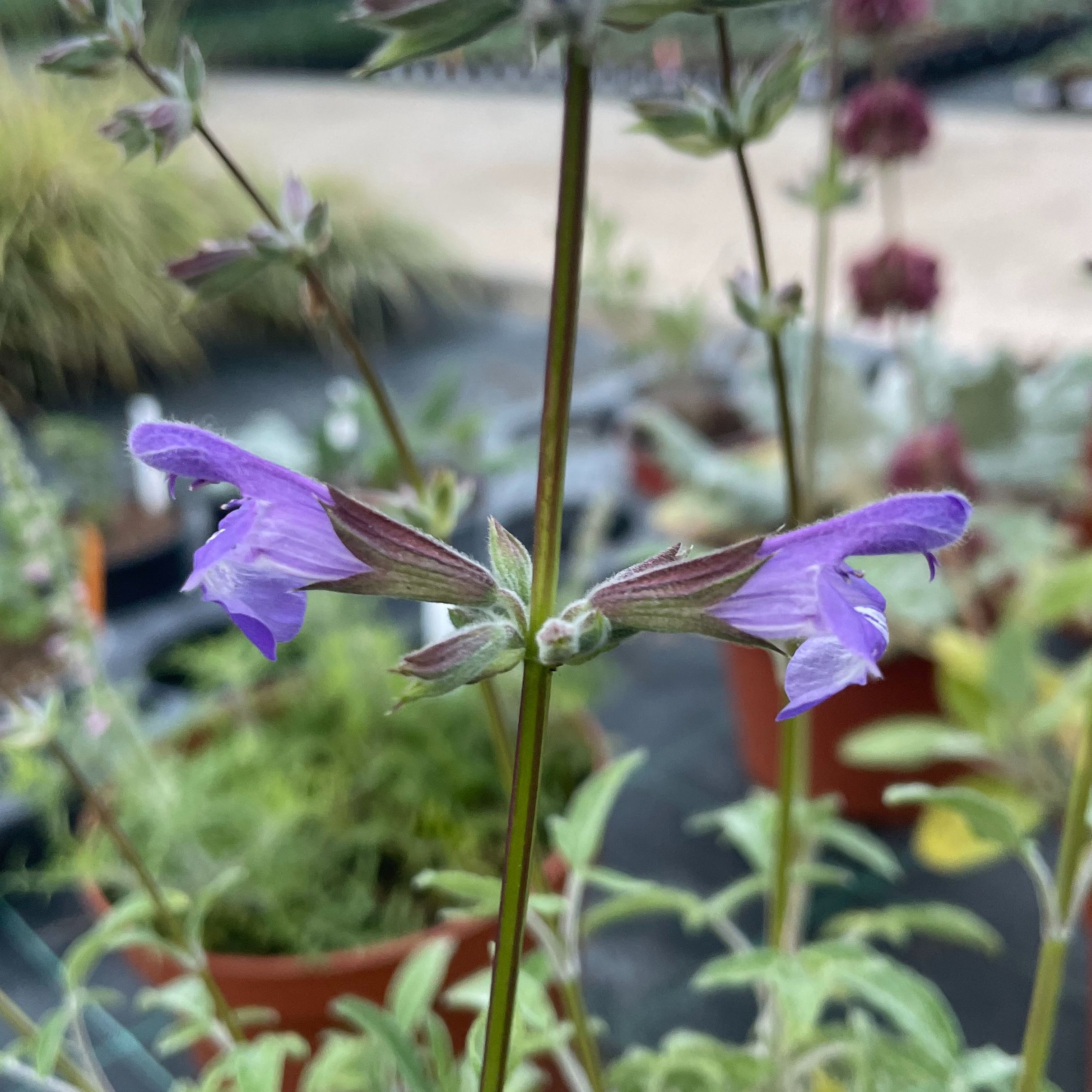 Salvia 'Amparito'