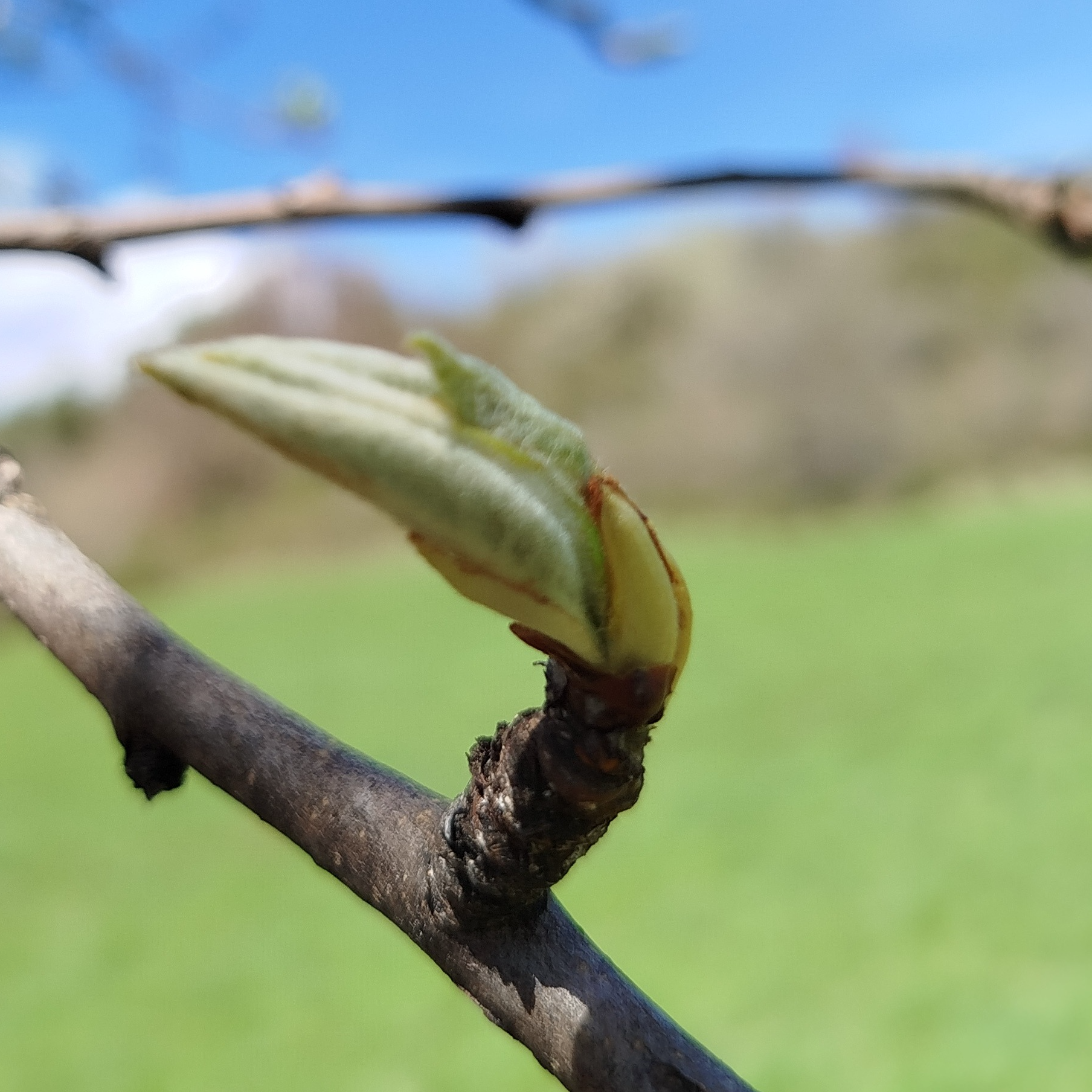 Gemmothérapie Poirier - 30ml