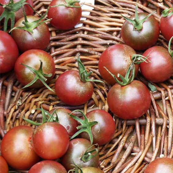 Tomate cerise BLACK CHERRY