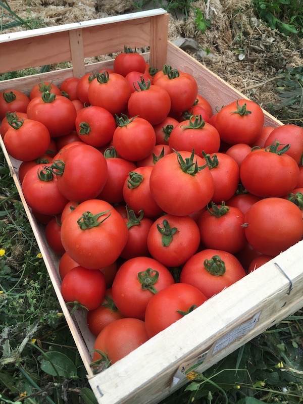 Tomate ronde classique