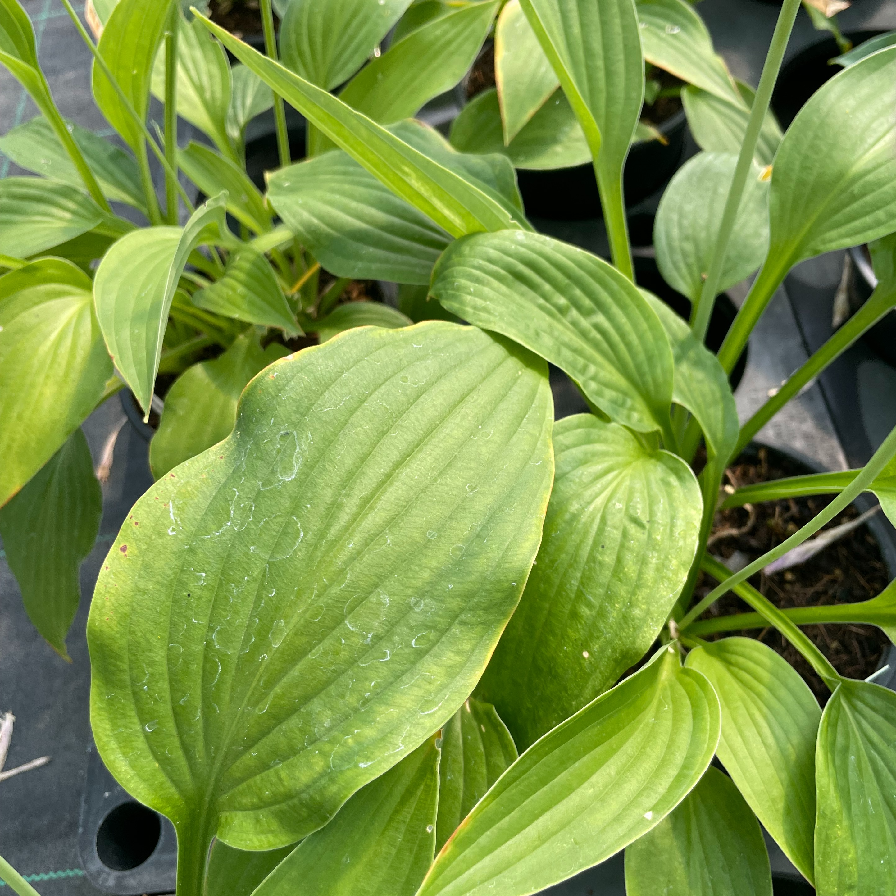 Hosta ‘Warwick Essence’