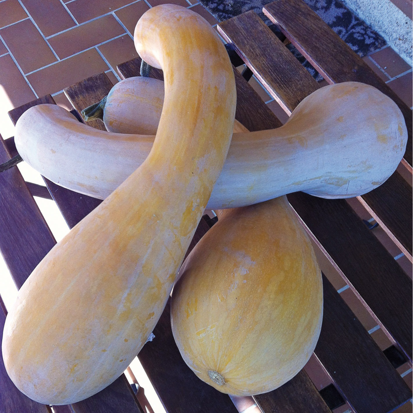 Courge musquée longue de Nice en godet 8 cm