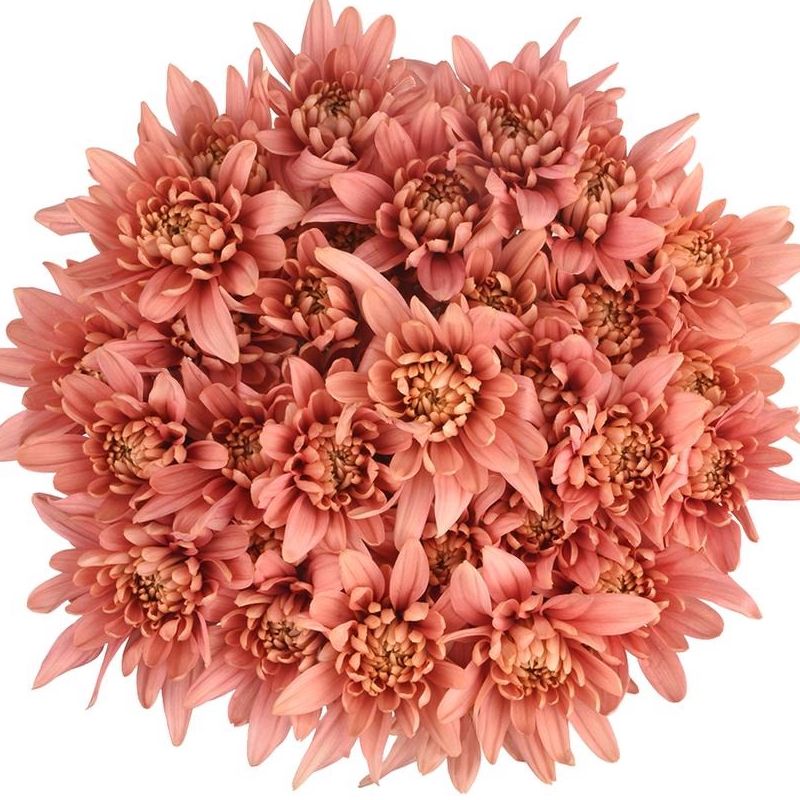 Chrysanthème vivace saumon