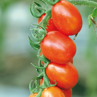 Plant Tomate Cerise Coeur de Pigeon - 300g
