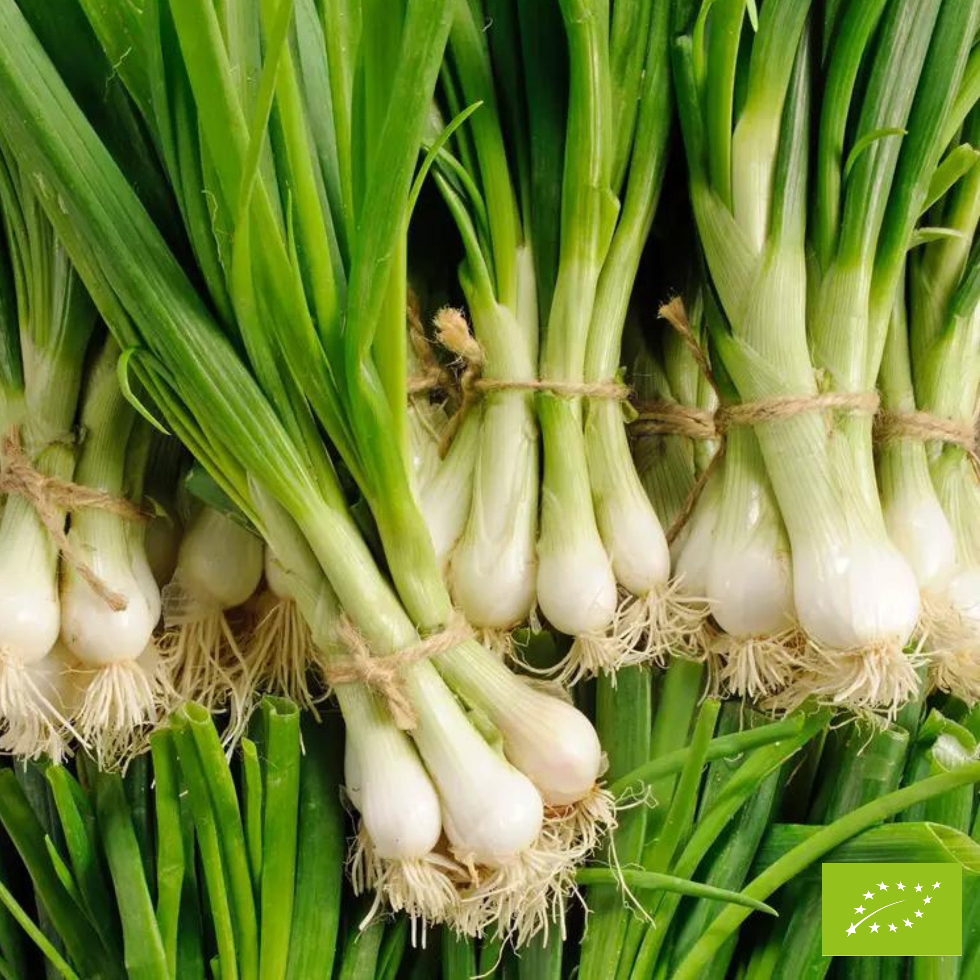 Oignons frais botte - 300g