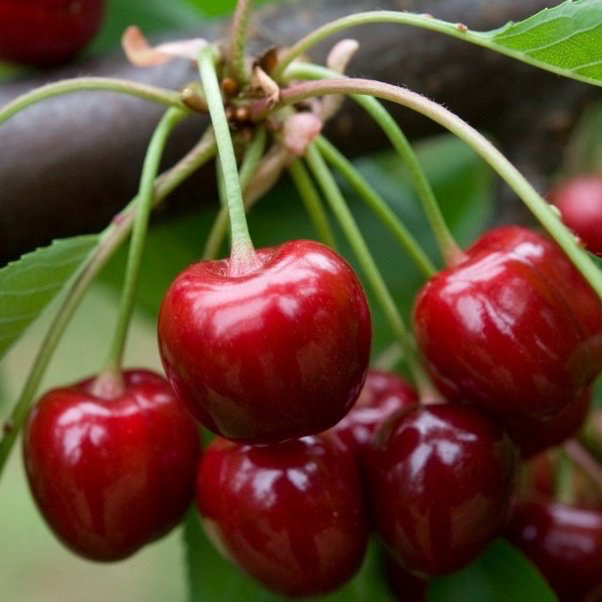 Cerise 🍒 locale - 500g