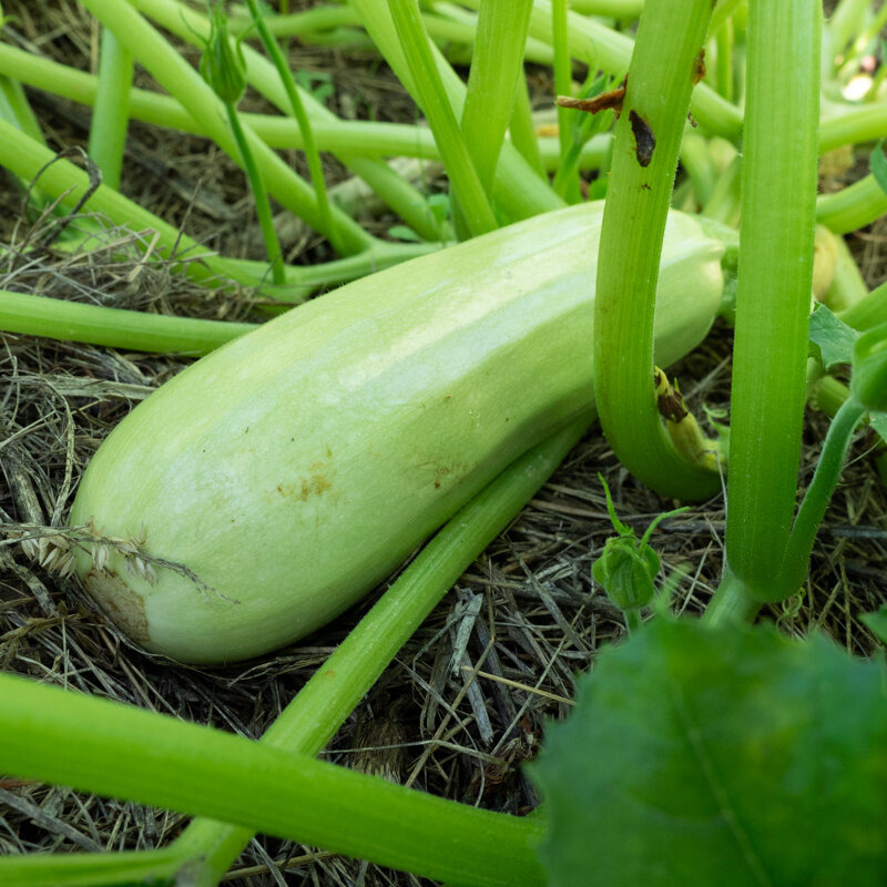 Plant de Courgette - Blanche de Trieste