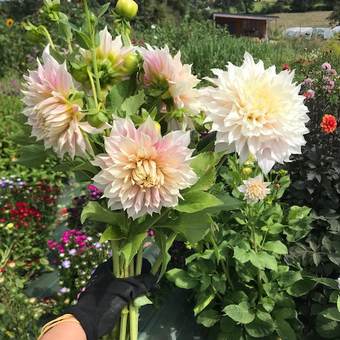 Botte de fleurs de saison