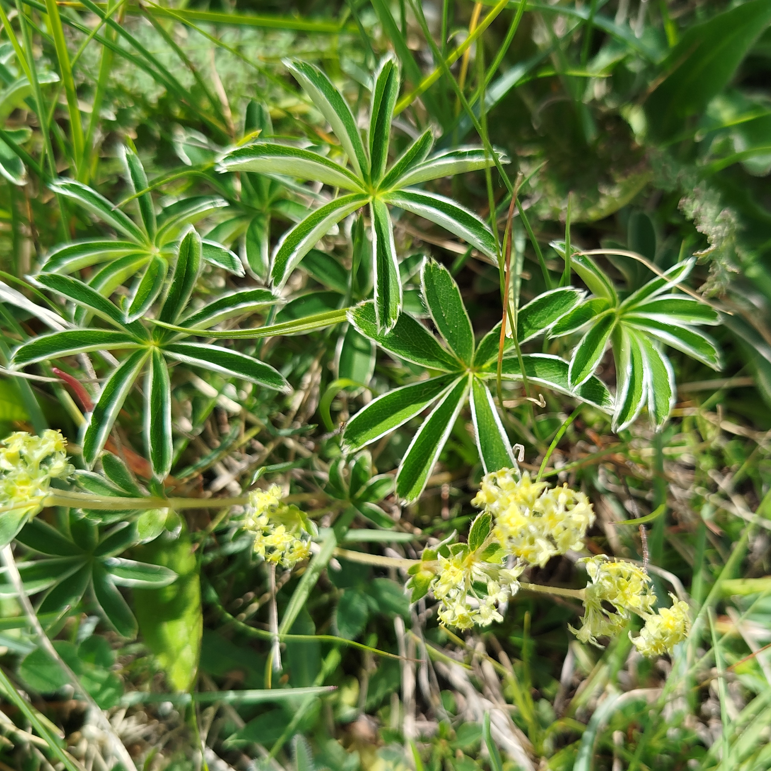 Alcoolature Alchémille