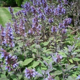 Sauge officinale en godet 8 cm