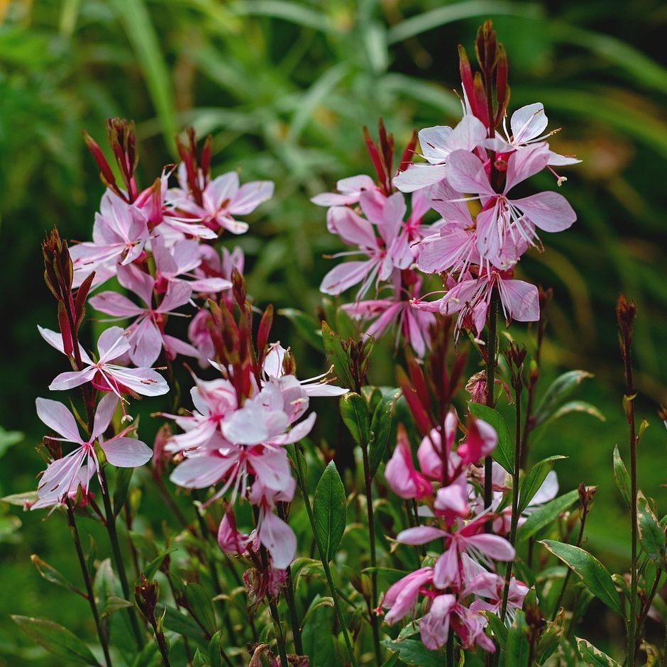 Gaura de Lindheim (Gaura lindheimeri) 'Baby Butterfly Dark Pink' - 1l