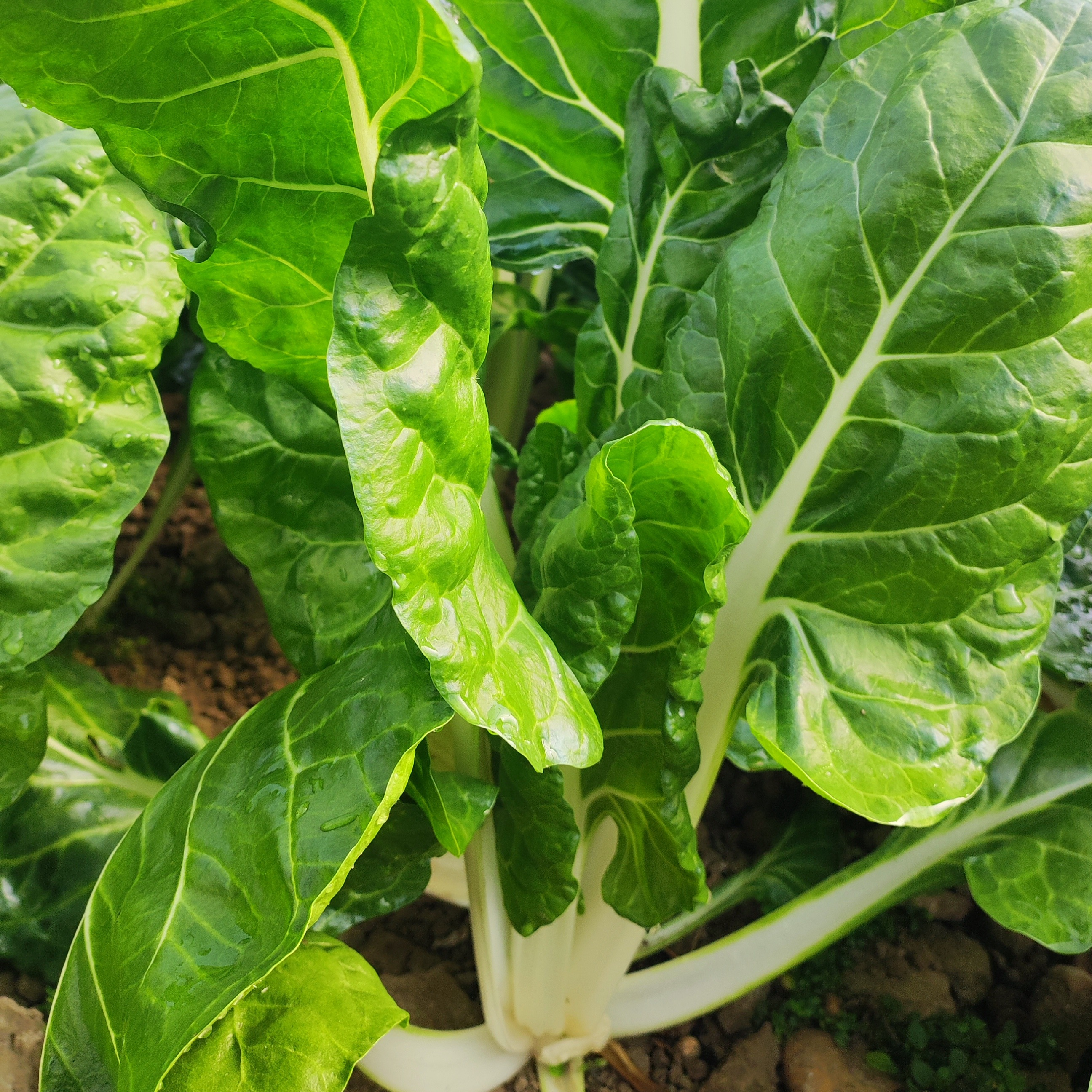 Blettes à carde blanche