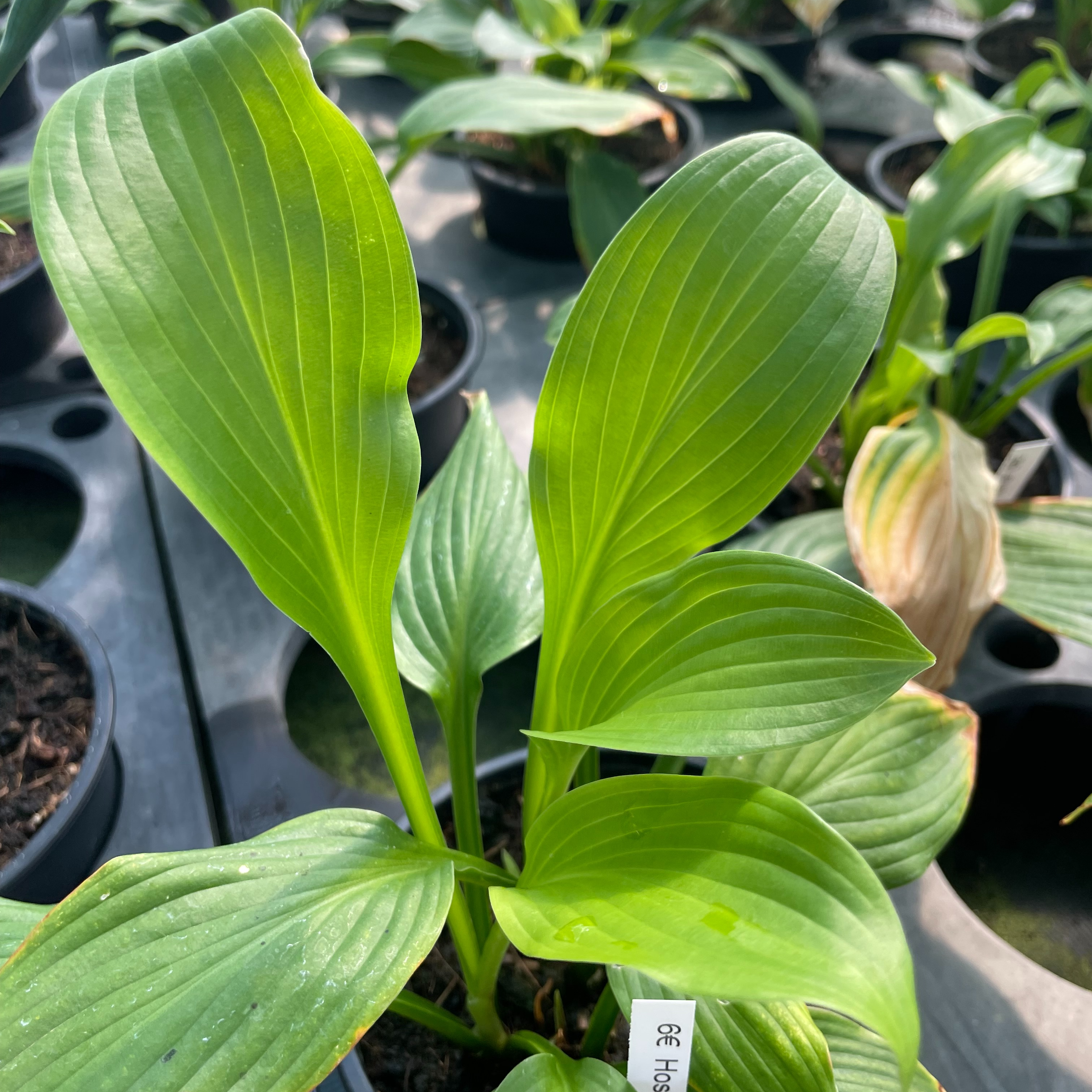 Hosta undulata ‘Erromena’
