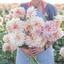 Tubercule - Dahlia Café au lait