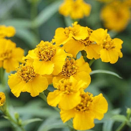 Fleurs d estragon de du mexique(par 30)