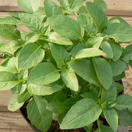 Basilic marseillais en godet 8 cm