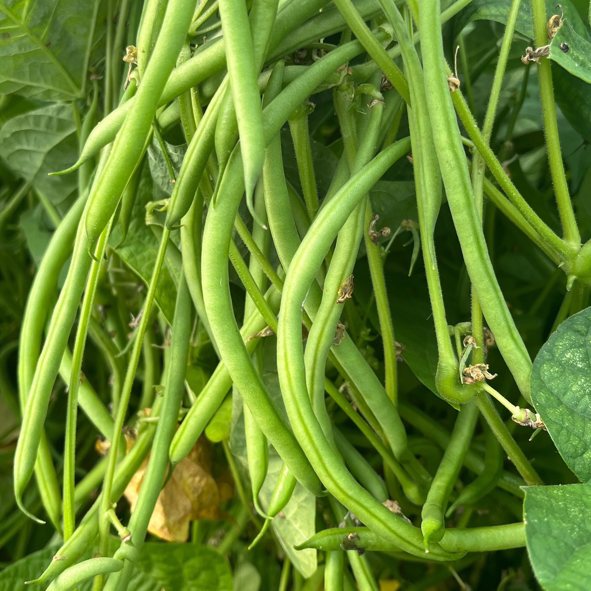 Haricot vert fin Kg