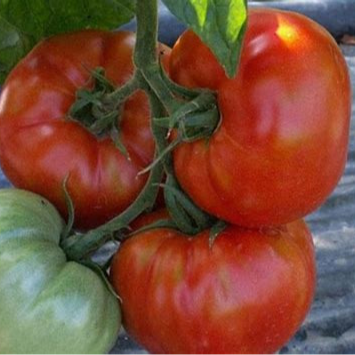 Plant - Tomate saint pierre