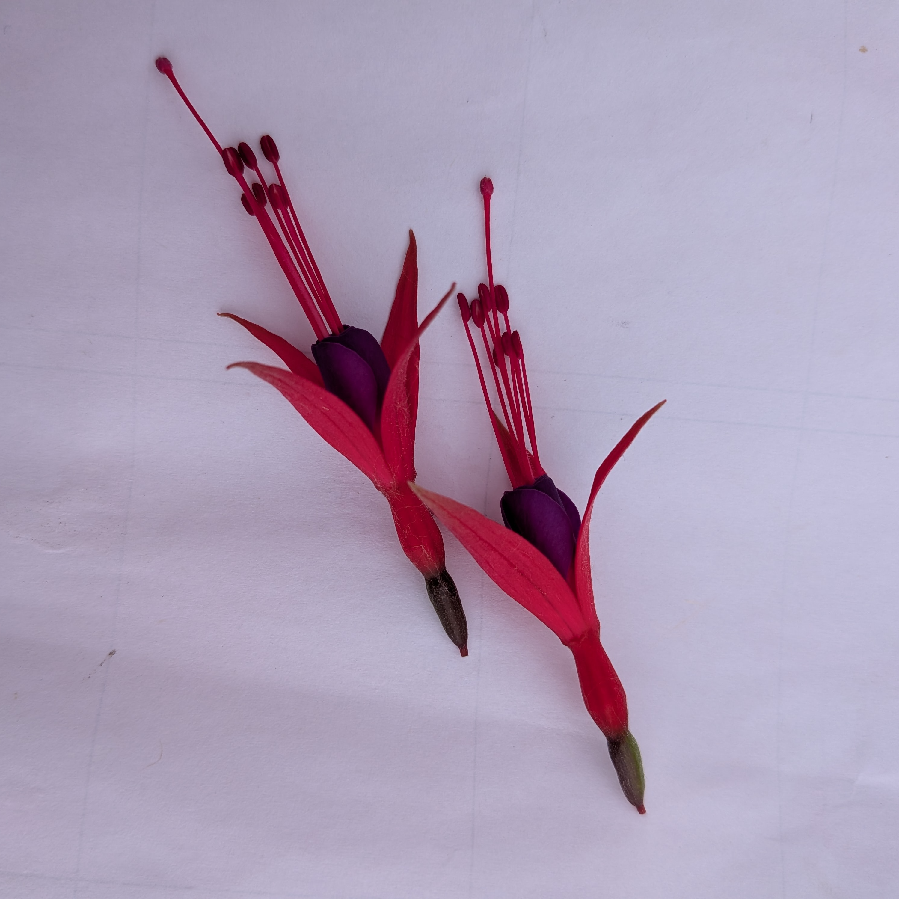 Fleurs de Fushia