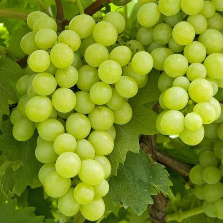Vignes de table à raisins blancs - Vitis vinifera