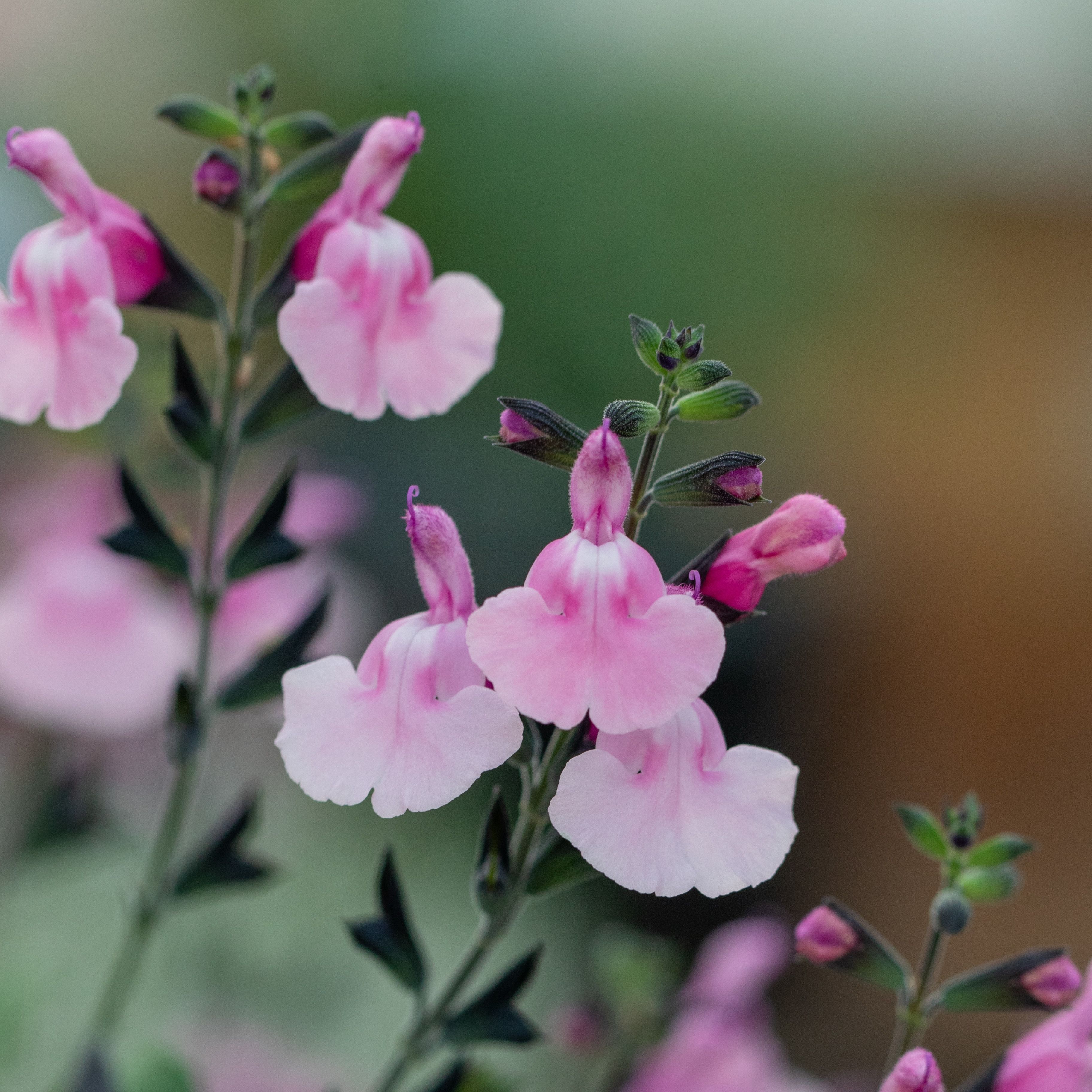 Salvia microphylla 'Angel Wings'