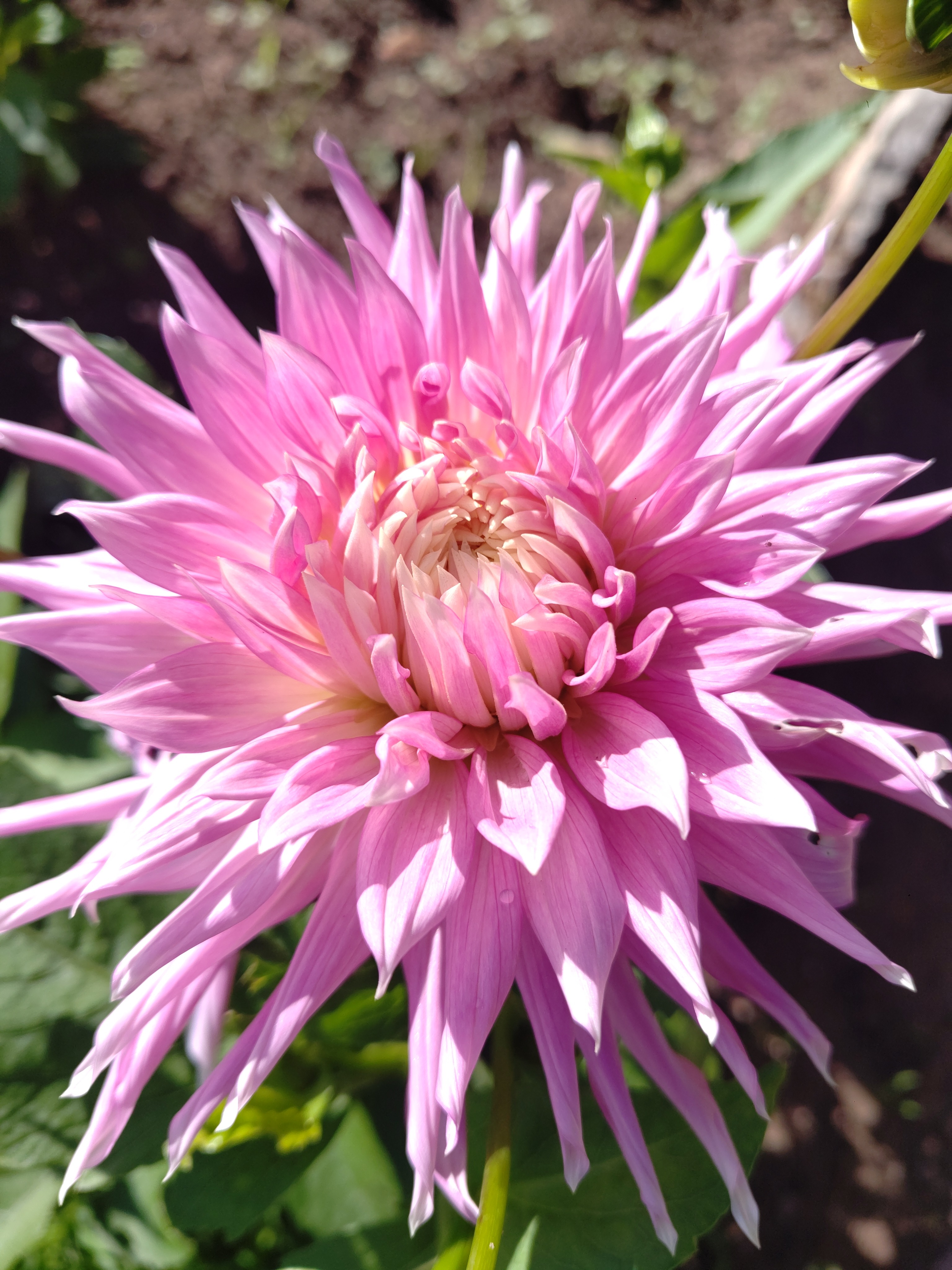 Bulbe de Dahlias Cactus mélanges