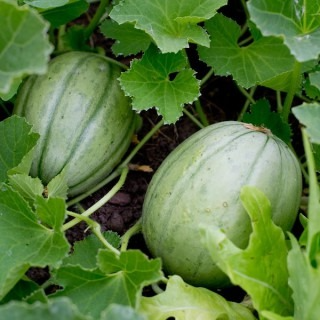 PLANT DE MELON CHARENTAIS Vieille France