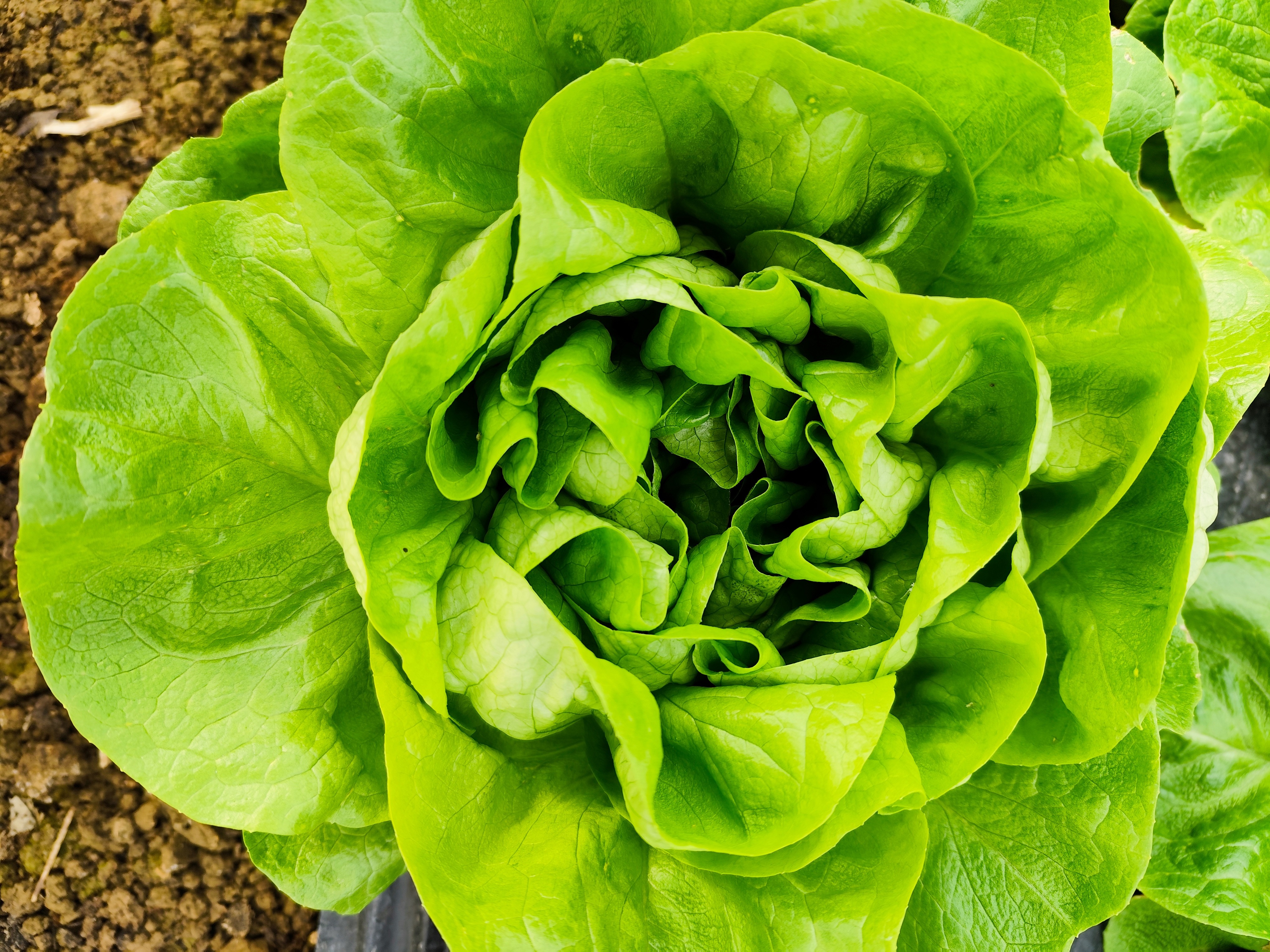 Salade Laitue Verte 1 PIECE